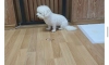 족발 리뷰 레전드 ㅋㅋㅋㅋ