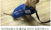아기안내견