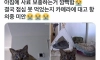집사가 밥을 깜빡하고 출근했다냥