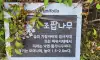 조팝나무