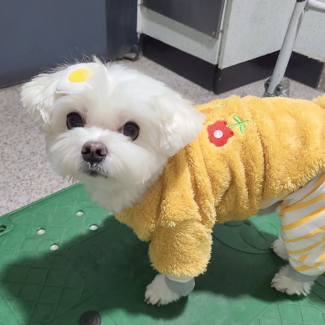 신난 택배견 경태