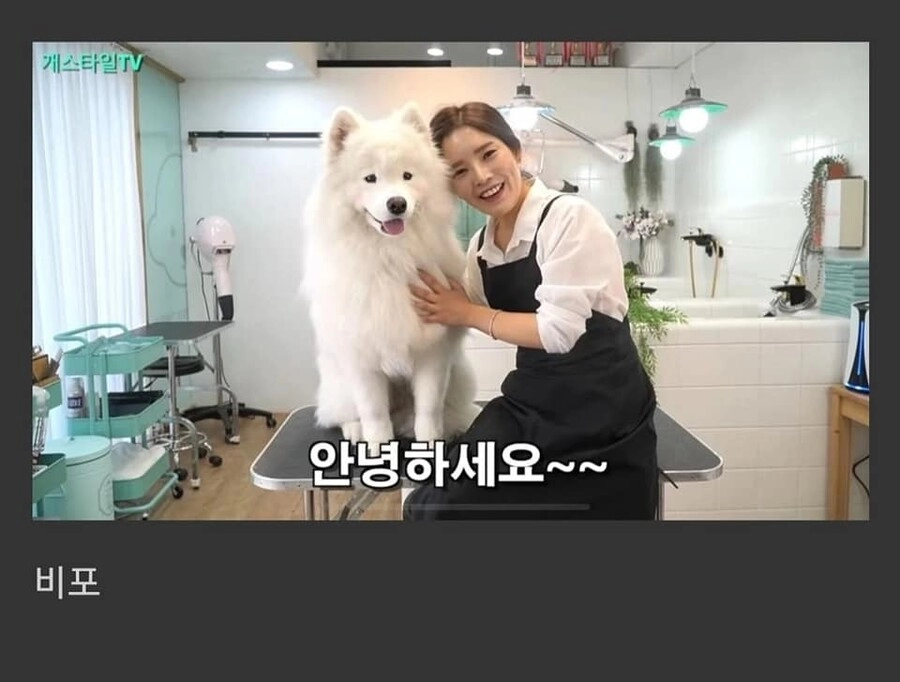 5c7742eca80dc2fa17e5b1ed315dbbc2.webp 사모예드에게 포메컷을 해보았다.jpg