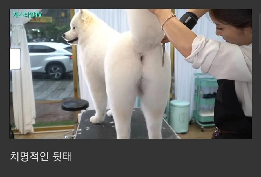 5dfe1e57783ef7ddf5c087b00d988e8f.webp 사모예드에게 포메컷을 해보았다.jpg