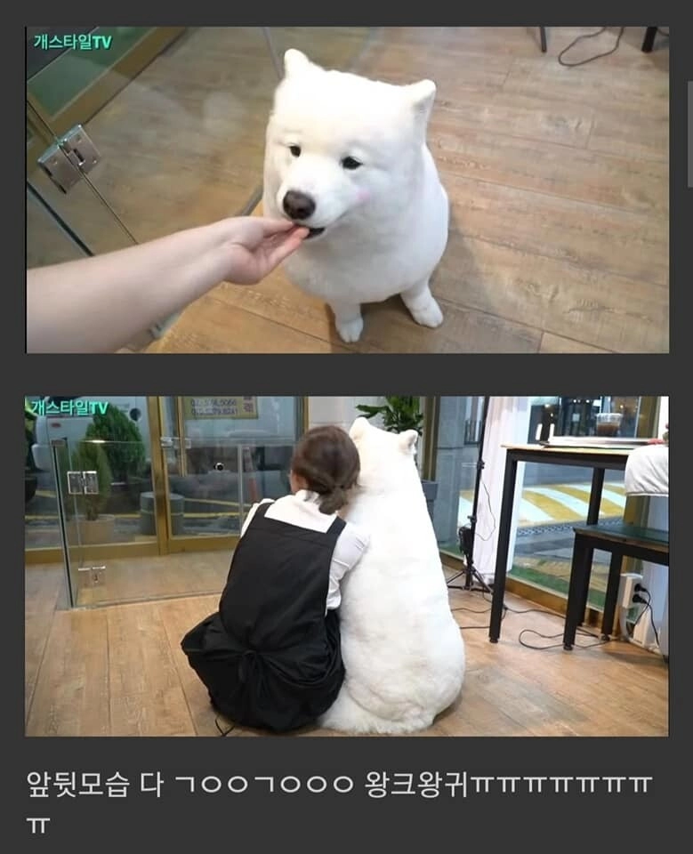 6e9cdf7e5b91cfe87039d163f3774302.webp 사모예드에게 포메컷을 해보았다.jpg