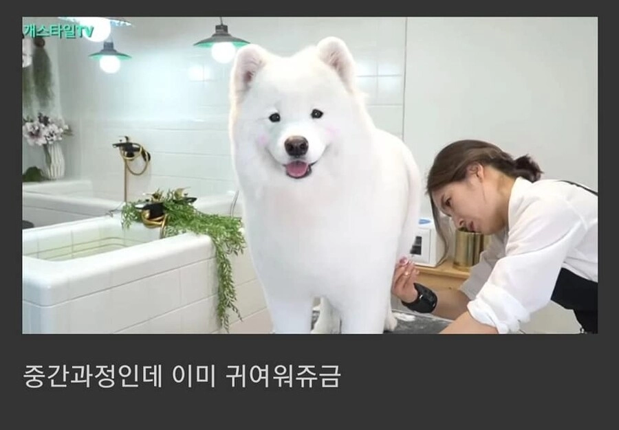 a29c8bbe9334ae794c672c4fb4c57198.webp 사모예드에게 포메컷을 해보았다.jpg