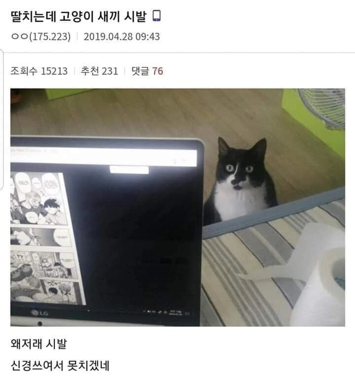 13805849f2cf47481f5a178c847b1fc4.webp 딸치는데 고양이색기 쳐다보네