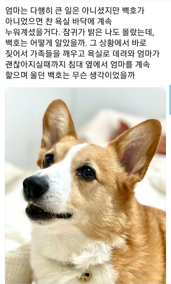 2e193ac12e2a5f878c968600c01fe665.webp 댕댕이의 예민함