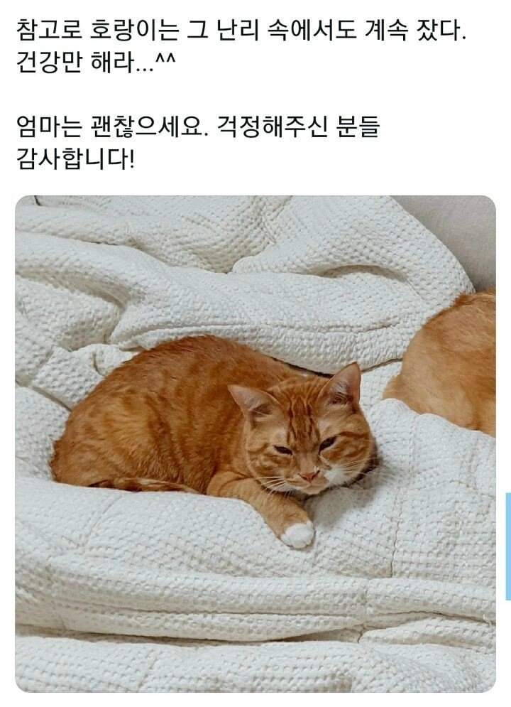 64b5c721ccffdb191ac8d83eb93fef95.webp 댕댕이의 예민함