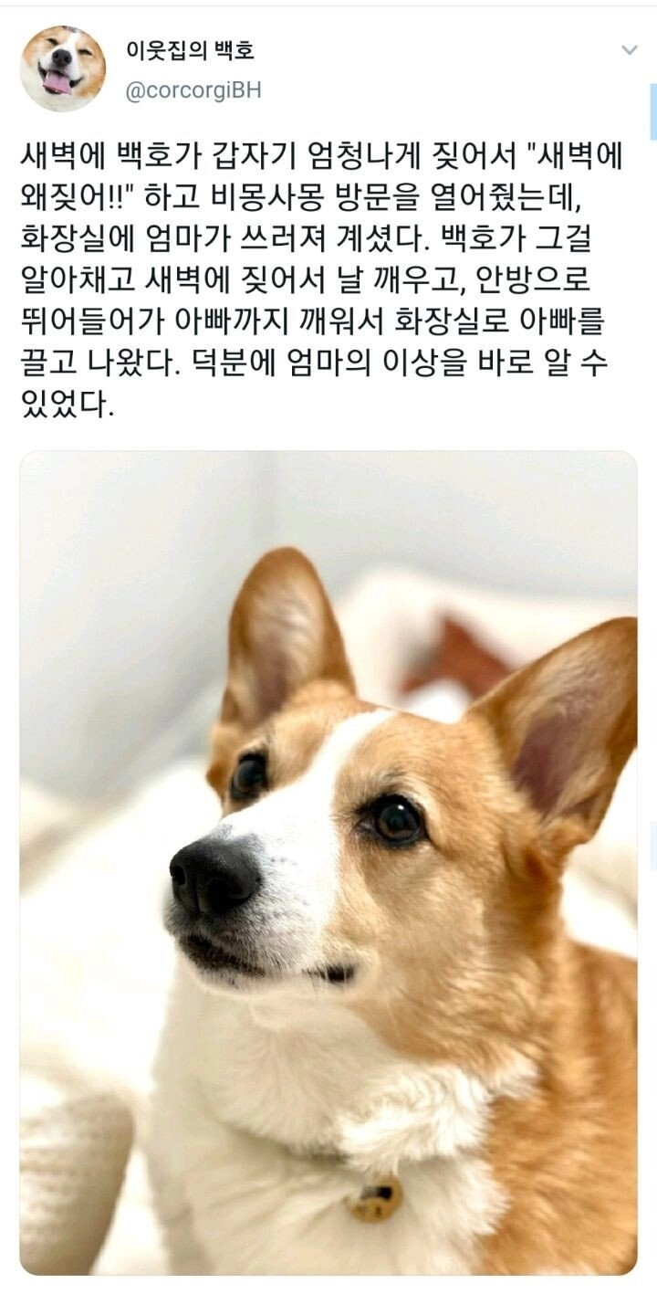 8afdeae1aee5a647e73bb953292a32bf.webp 댕댕이의 예민함