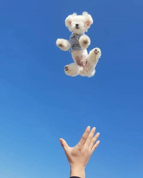 9e6750a43d1e2480c5a7f0e42995dfc6.webp 인스타 사진때문에 학대당하는 댕댕이들