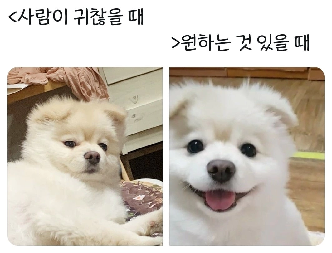 33a972e8e7e994a1e78c4fd67e3657bd.webp 강아지들 표정 확실한거 너무 귀엽다