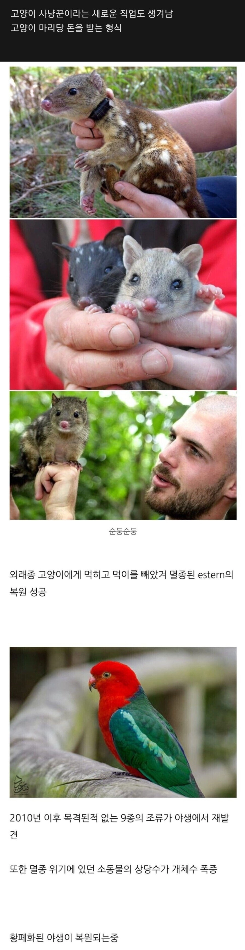 3cafe2e9ad82c46c70a9db221d5e139e.webp 길냥이와 전쟁중인 호주