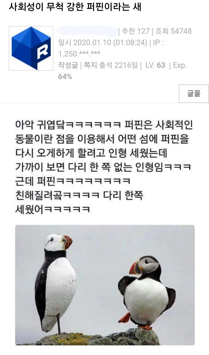 a9e5c835a745a57e2c20955ccecebadd.webp 사회성이 무척 강한 퍼핀이라는 새.jpg
