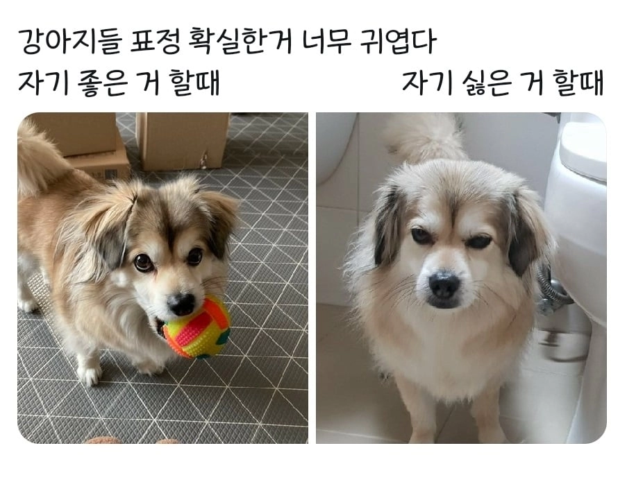 ce6bcb992bae52bf4c9442d06da614bd.webp 강아지들 표정 확실한거 너무 귀엽다