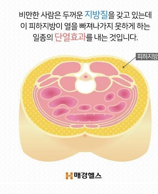 7008271b21d5cef9f4e007b2696f8f15.webp 살 찌면 더위 많이 타는 이유 .jpg
