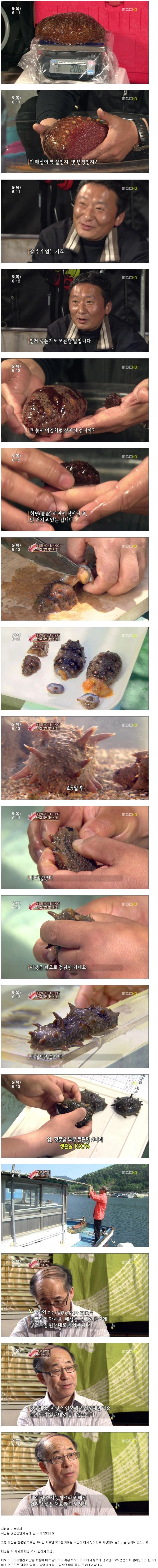 fd7a5b3bdfc3a6f191eee1bbbca19dfa.webp 해삼의 미스터리.jpg