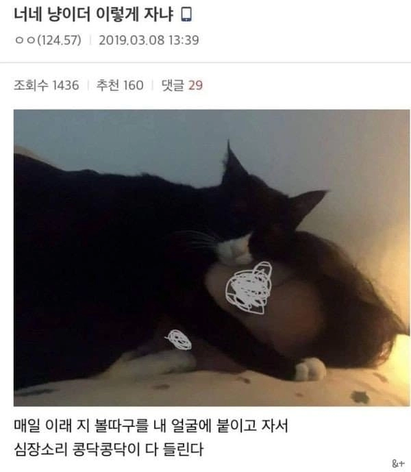 d0d1bdd34f951e4dea634d3ea7b15b61.webp 집사를 너무 사랑한 고양이