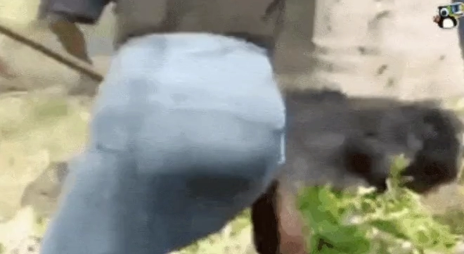 인간 vs 곰 .gif