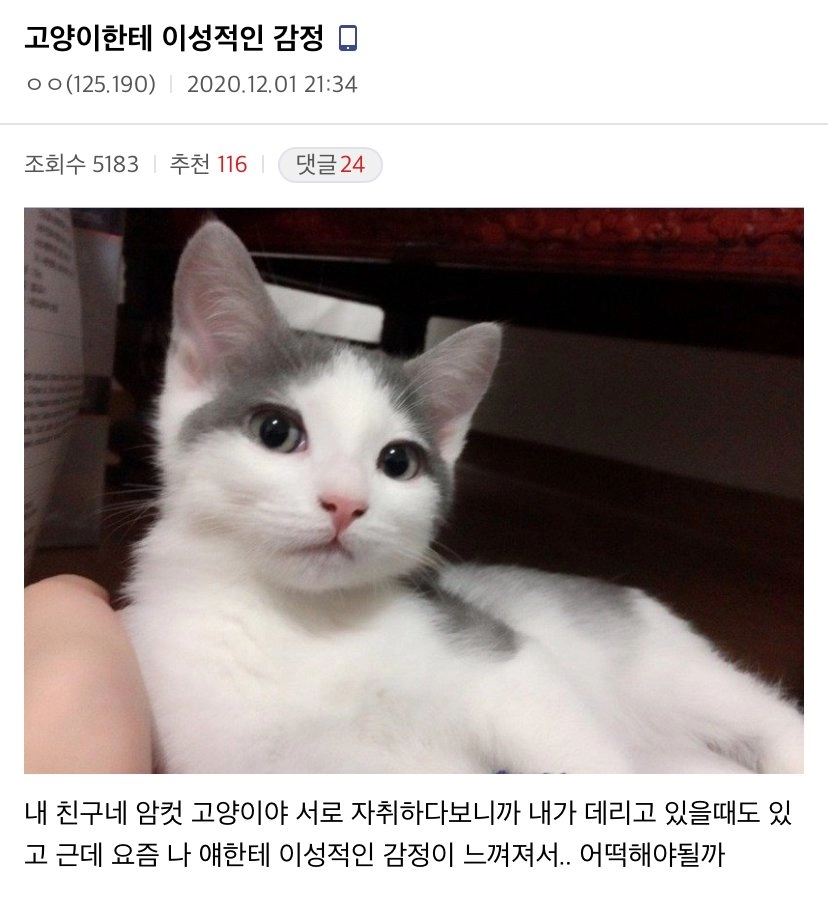 고양이한테 이성적인 감정 느끼는 디시인