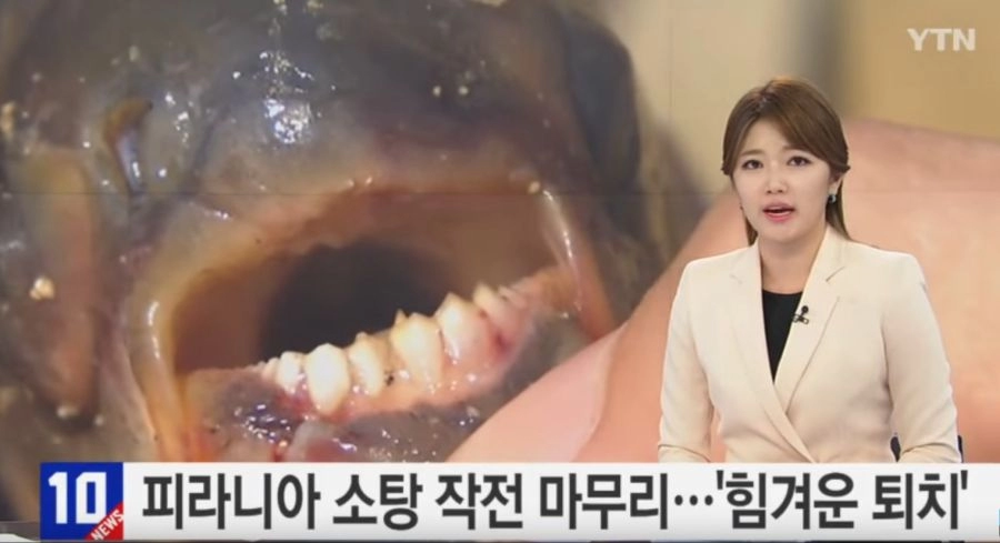 강원도 아마존 피라냐 방류사건