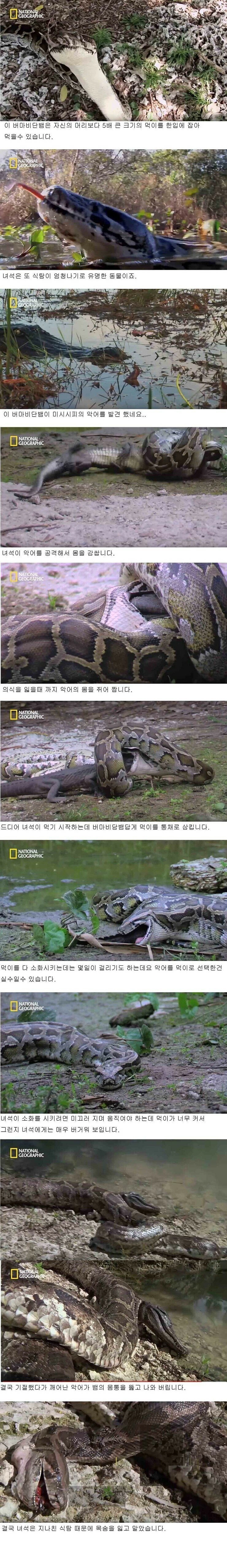 식욕이 부른 참사