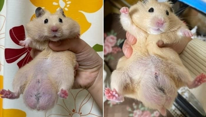 햄스터 불알이 이상하게 커서 병원에 가본 결과