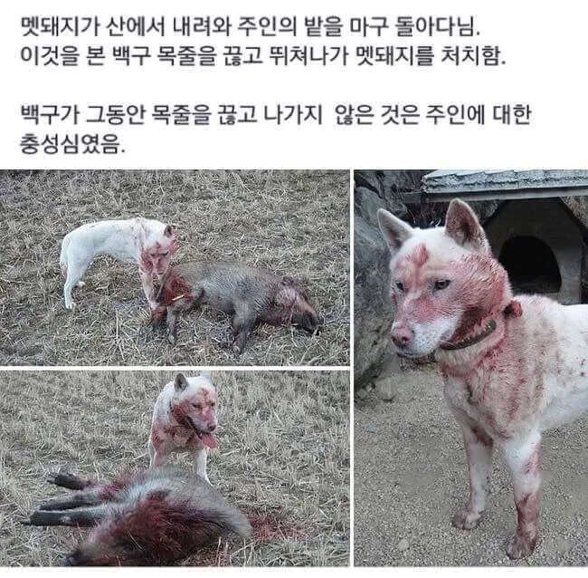백구의 충성심