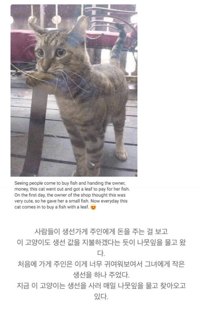 가게 생선을 먹고 싶었던 고양이