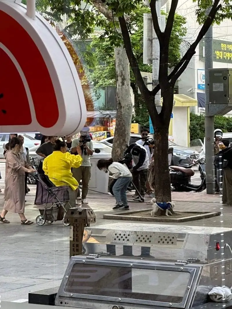 풍자 실제 크기