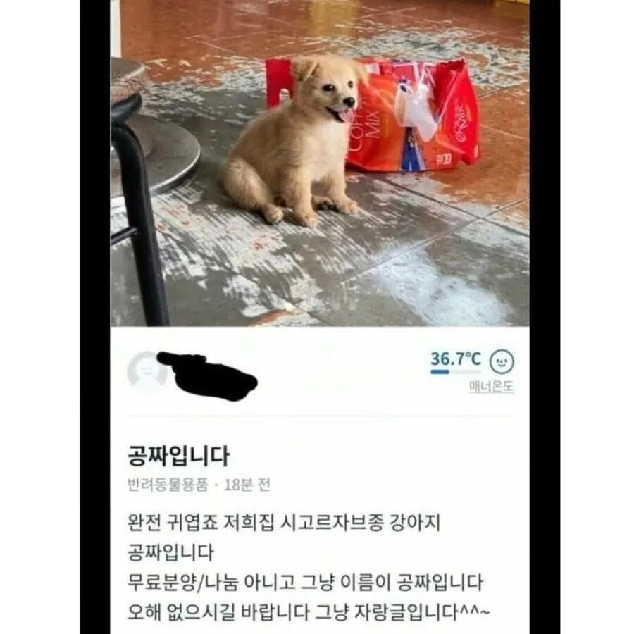 당근마켓에 올라온 공짜 댕댕이