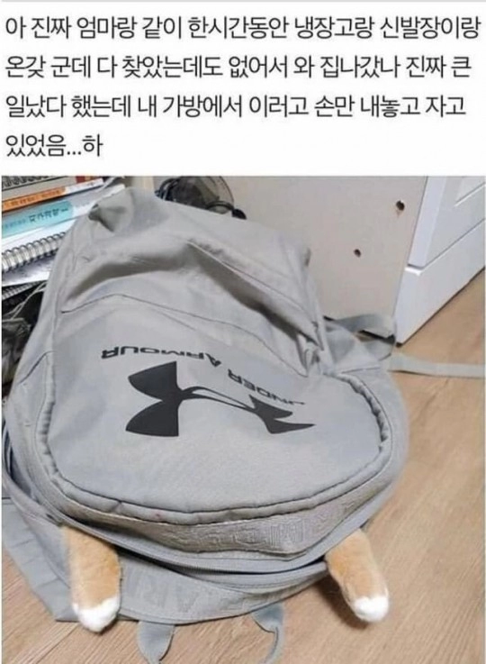 1시간동안 고양이 찾은사람