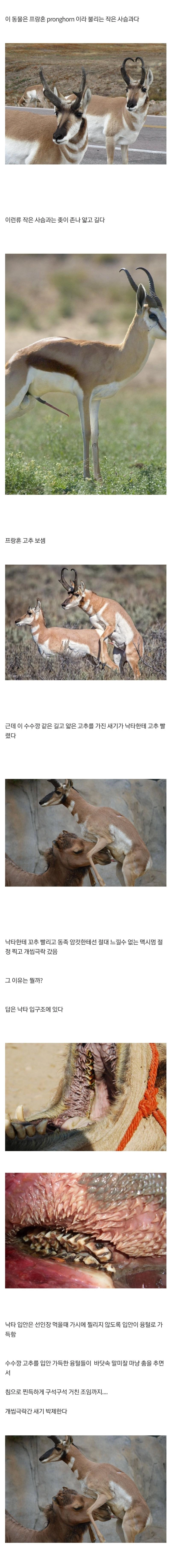 낙타한테 고추 빨려서 극락 가는 사슴