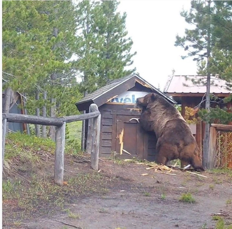 360kg 추정 대형 곰