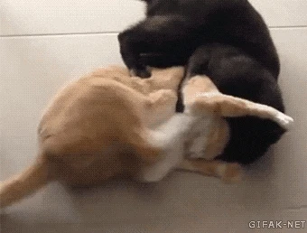 2:1로 싸우는 고양이.