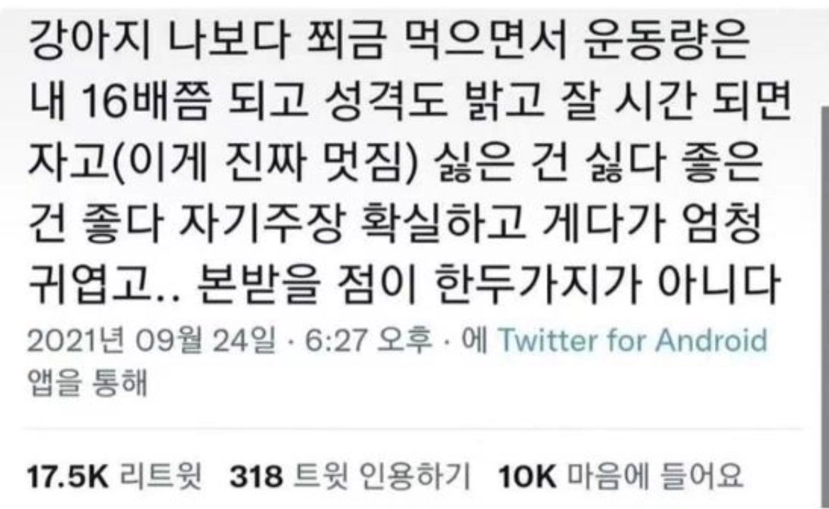 나보다 나은 삶을 사는 댕댕이들