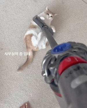 청소기랑 싸우는 고양이