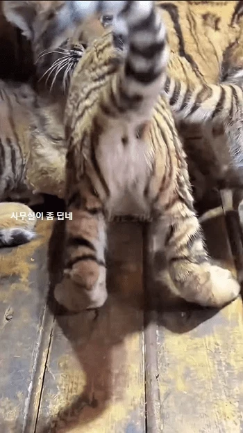 한대 맞고 삐진 호랑이