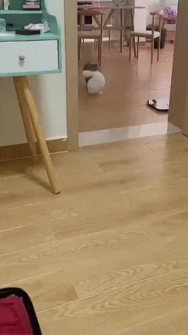 여행가방 싸는 중인데 얘 뭐냐