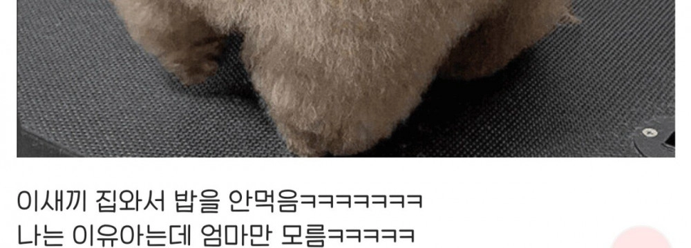 강아지 미용 실패한 디시인