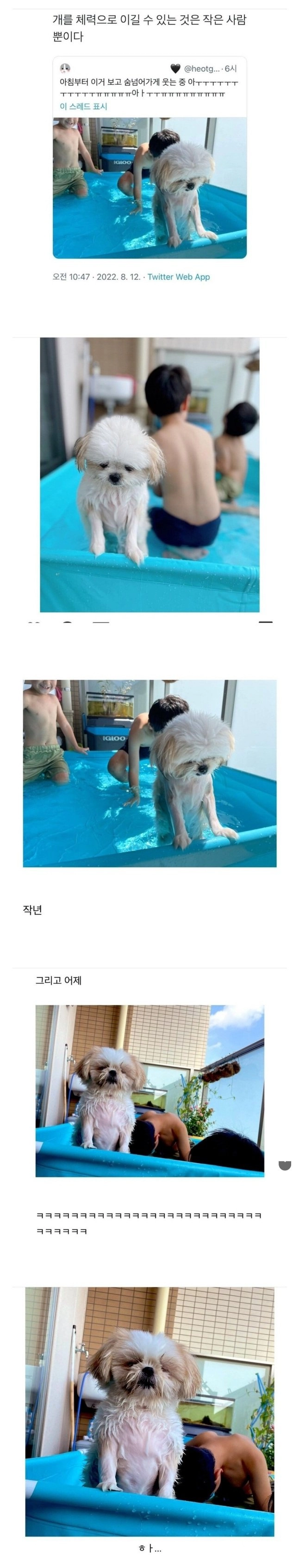 작은사람의 체력에 당했던 강아지 근황