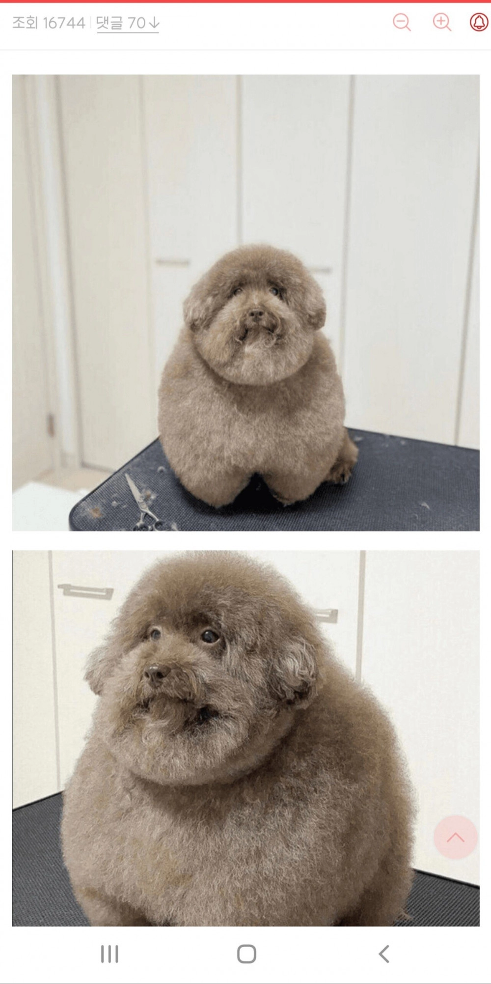 강아지 미용 실패한 디시인
