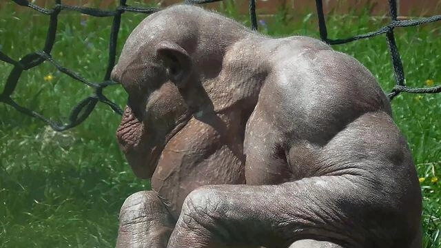 왁싱한 침팬지 근육 수준