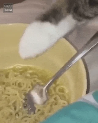 간 보는 냥이
