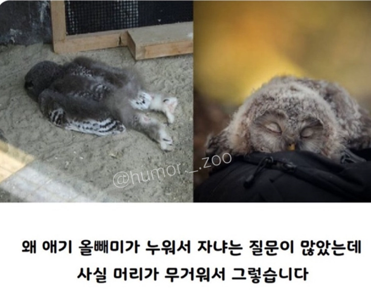 아기 부엉이 올빼미가 누워서 자는 이유