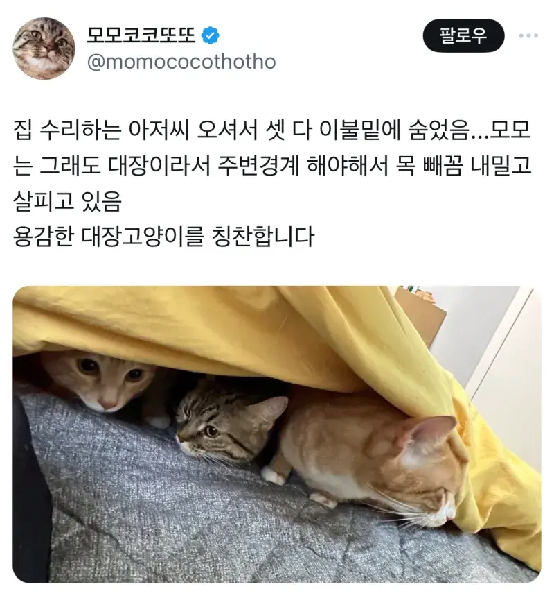 용감한 고양이 모모
