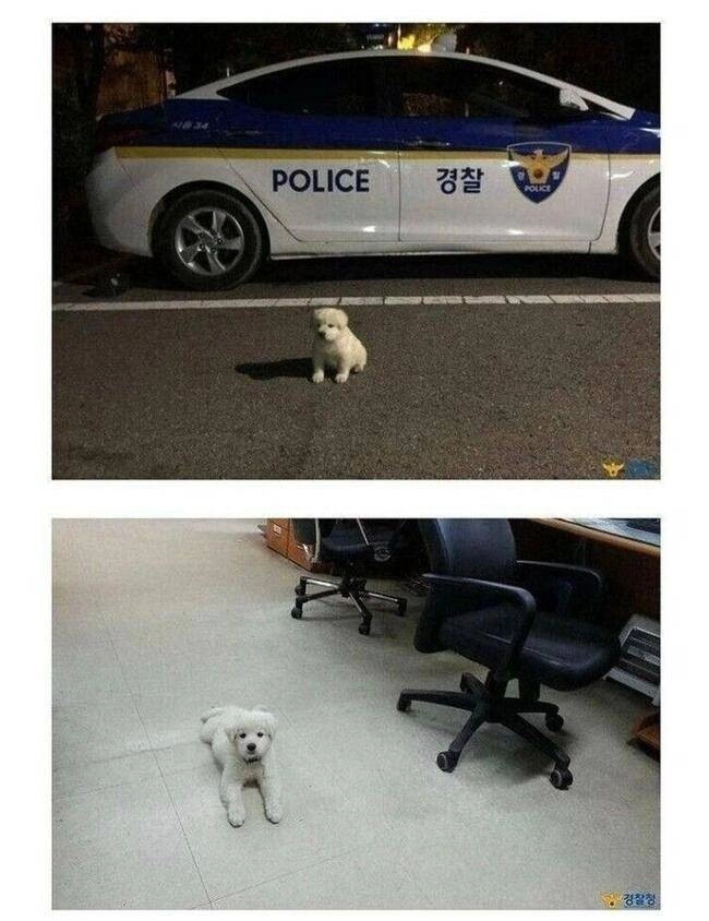 버려진 강아지를 확대한 경찰