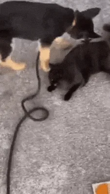 고양이 암살 시도하는 강아지