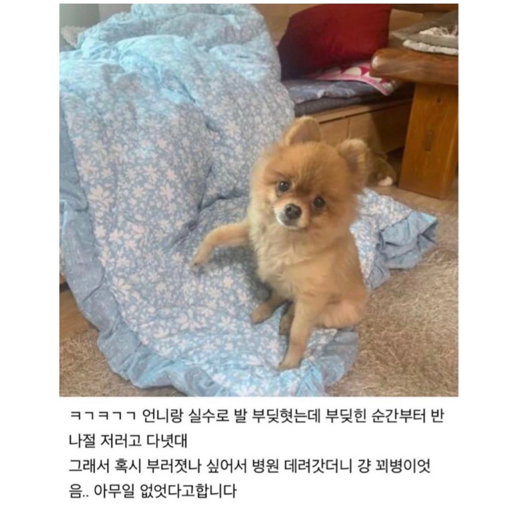 엄살 심한 강아지