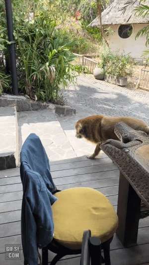 강아지 사자컷