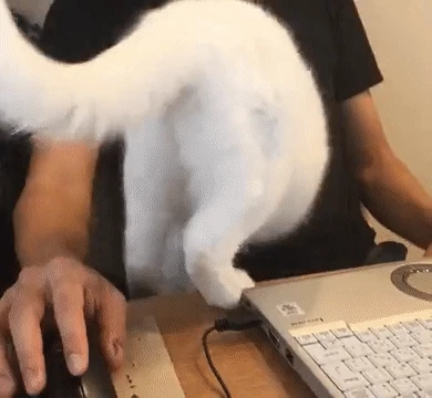 집사를 완전 신뢰하는 고양이